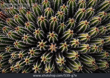 
                Kakteengewächs, San-pedro-kaktus                   
