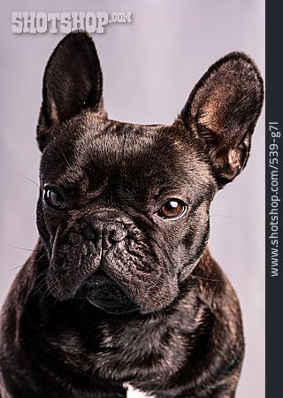 
                Tierportrait, Französische Bulldogge                   