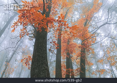 
                Forest, Autumn, Fog                   