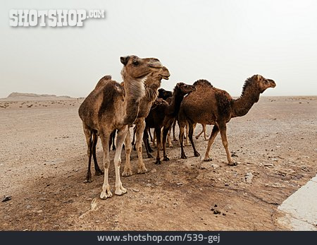 
                Wüste, Kamel, Kamelherde                   