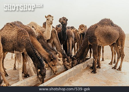 
                Drinking, Water, Drinking Trough, Camel Herd                   