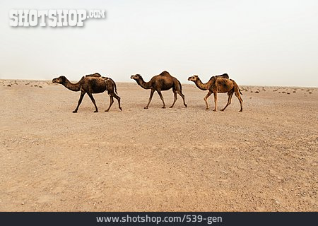 
                Wüste, Kamel                   