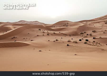 
                Wüste, Sahara, Düne                   