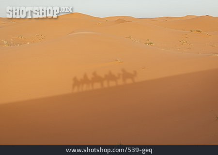 
                Wüste, Schatten, Karawane                   