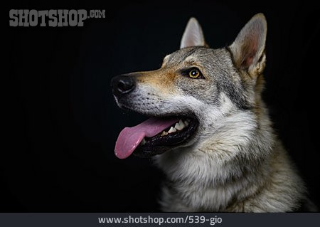 
                Tierportrait, Tschechoslowakischer Wolfhund                   