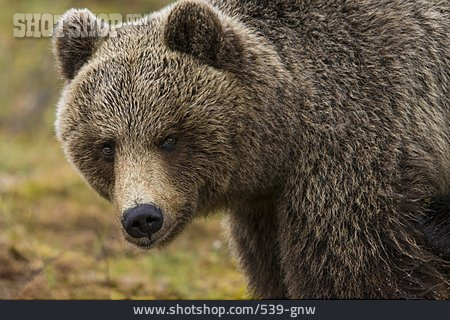 
                Bär, Grizzlybär                   
