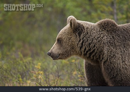
                Wildtier, Bär, Grizzlybär                   