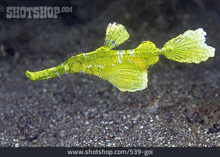 
                Halimeda-geisterpfeifenfisch                   