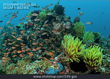 
                Korallenriff, Fische                   