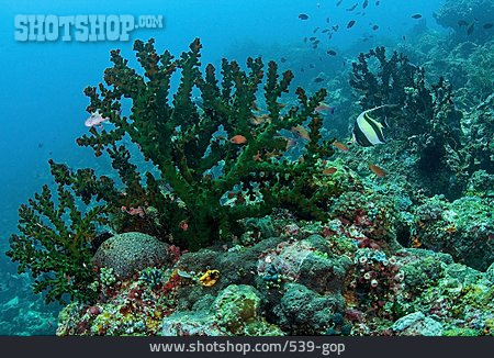 
                Korallenriff, Philippinen                   
