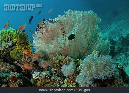 
                Korallenriff                   