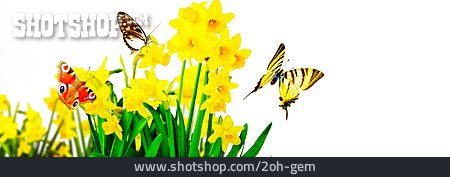 
                Schmetterling, Frühblüher, Narzissen, Frühlingszeit                   
