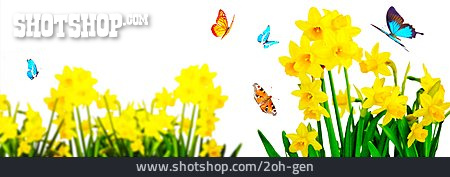 
                Schmetterling, Narzissen, Frühlingszeit                   