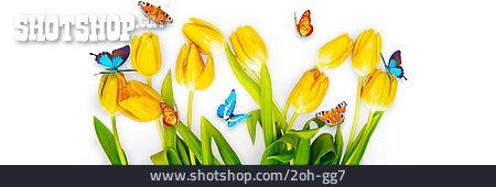 
                Schmetterlinge, Frühlingszeit                   