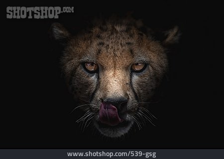 
                Gepard, Tierkopf                   