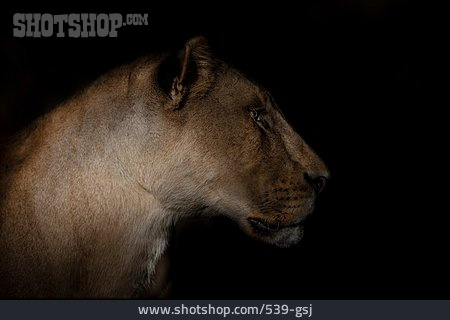 
                Tierportrait, Löwenkopf, Löwin                   