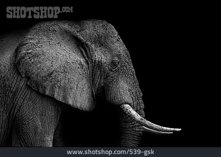 
                Tierportrait, Elefant, Elefantenkopf                   