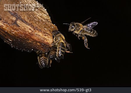 
                Biene, Westliche Honigbiene                   