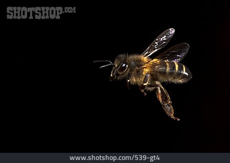 
                Biene, Westliche Honigbiene                   