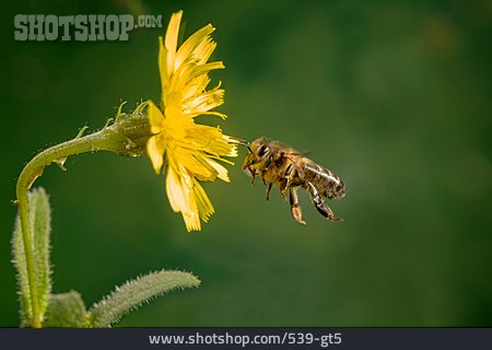 
                Biene, Honigbiene, Im Flug                   