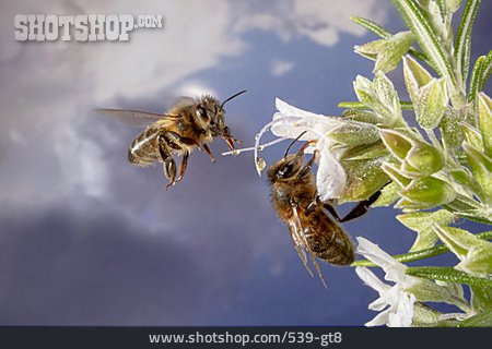 
                Biene, Pollen, Honigbiene                   