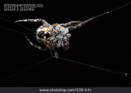 
                Spinne, Körbchenspinne                   