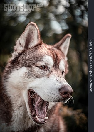 
                Gähnen, Schlittenhund, Siberian Husky                   