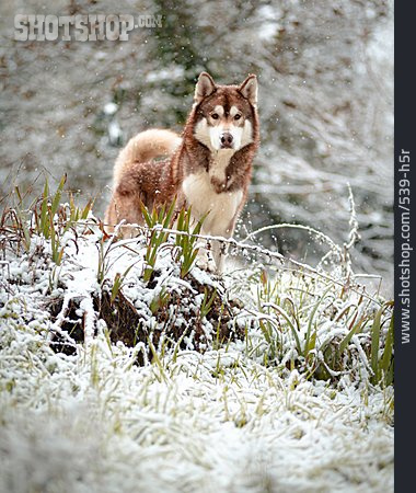 
                Winter, Siberian Husky                   