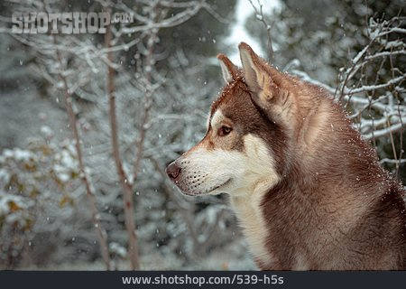 
                Schlittenhund, Siberian Husky                   