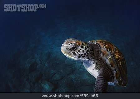 
                Meeresschildkröte, Grüne Meeresschildkröte                   