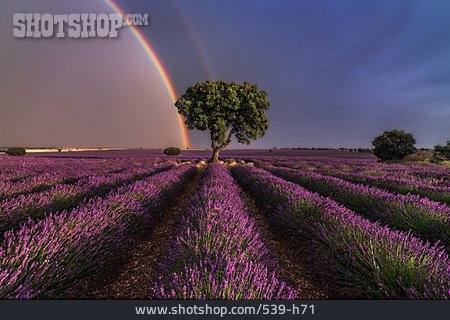 
                Regenbogen, Wetterphänomen, Lavendelfeld                   