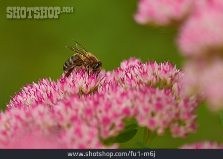 
                Honigbiene, Fetthenne                   