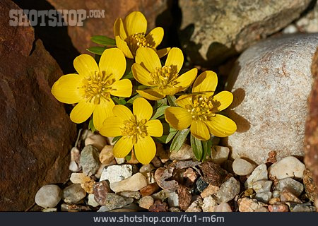 
                Frühlingsblume, Winterling, Eranthis Hyemalis                   