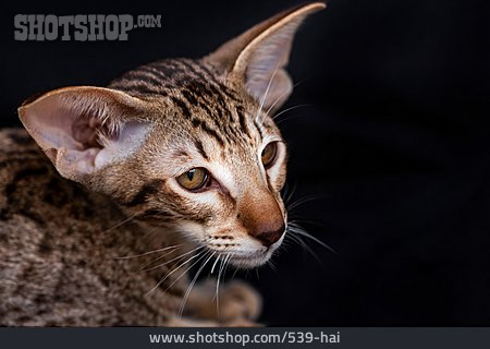
                Katze, Katzenkopf, Orientalisch Kurzhaar                   