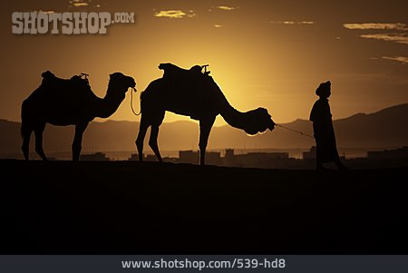 
                Abendstimmung, Kamele, Karawane, Marokko                   