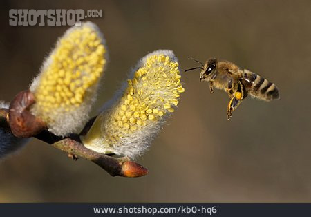 
                Blütenstaub, Honigbiene                   