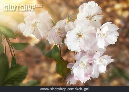 
                Kirschblüten                   