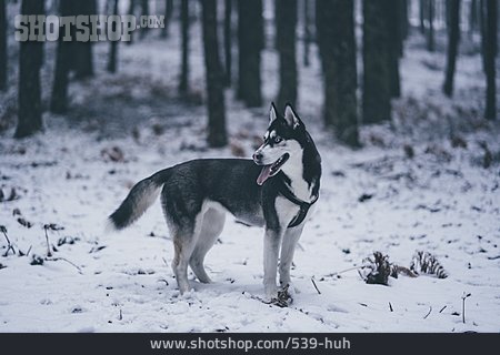 
                Hund, Siberian Husky                   