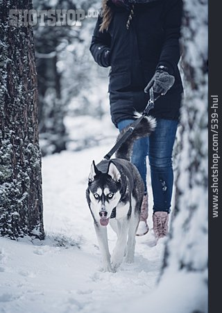 
                Spaziergang, Hund, Auslauf, Siberian Husky                   