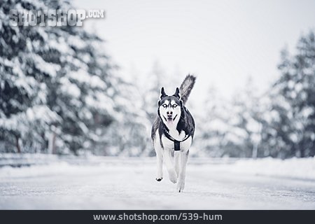
                Rennen, Auslauf, Siberian Husky                   