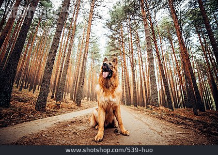 
                Hund, Waldspaziergang                   