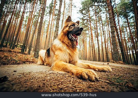 
                Wald, Hund, Deutscher Schäferhund                   