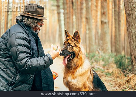 
                Apportieren, Deutscher Schäferhund, Waldspaziergang                   