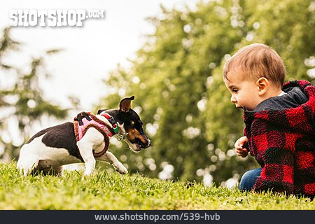 
                Kleinkind, Spielen, Jack Russell Terrier                   