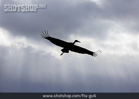 
                Silhouette, Storch                   