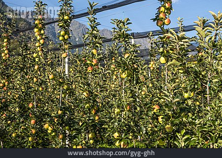 
                Apfelplantage, Spalierobst                   