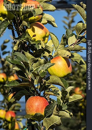 
                Anbau, Apfelplantage                   