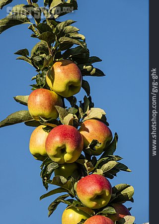 
                Apfelplantage                   