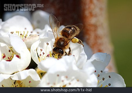 
                Honigbiene, Blütenpollen, Obstblüte                   
