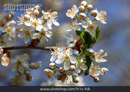 
                Wildkirsche, Kirschbaumblüte                   